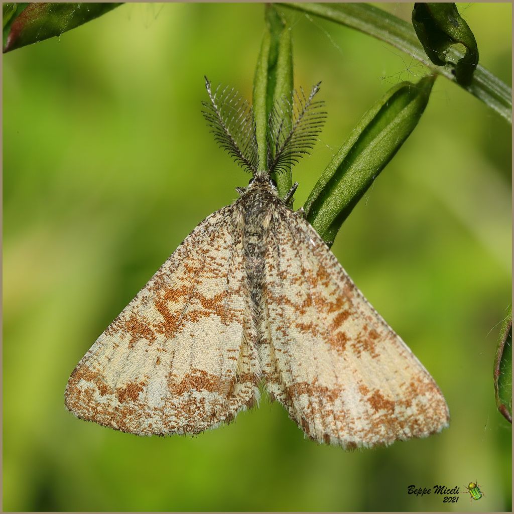 Geometridae del gen. Paribatodes ? No, Ematurga atomaria